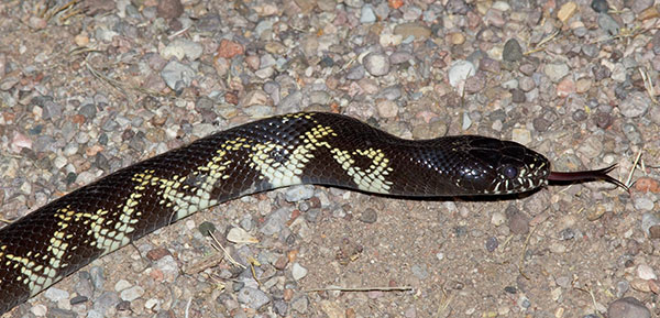 Common Kingsnake Lampropeltis getula  