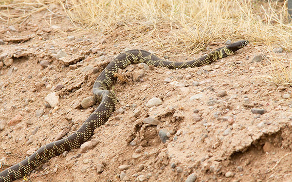 Common Kingsnake Lampropeltis getula  