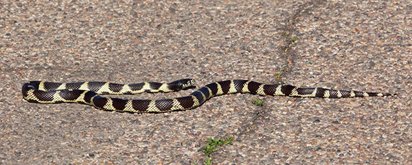Common Kingsnake Lampropeltis getula  