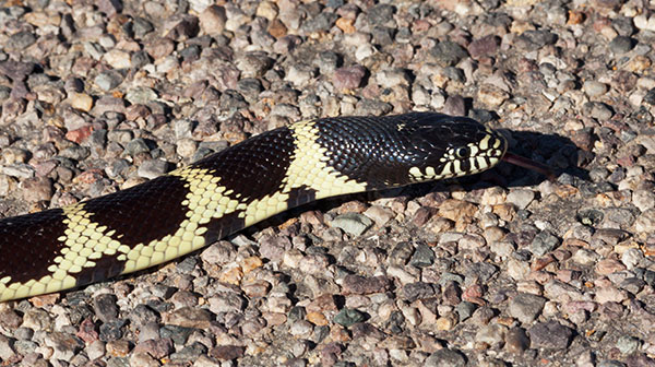 Common Kingsnake Lampropeltis getula  