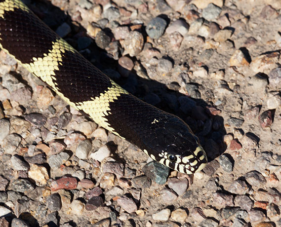 Common Kingsnake Lampropeltis getula  