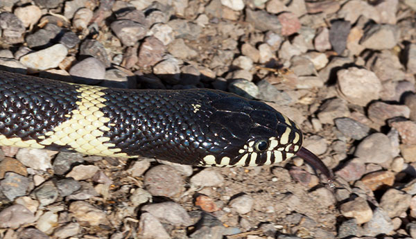 Common Kingsnake Lampropeltis getula  