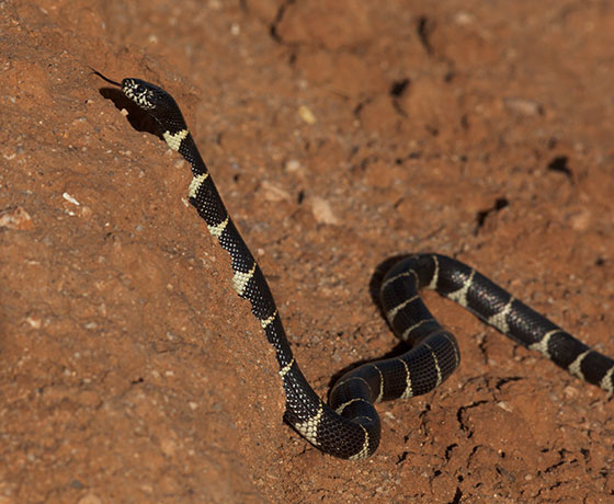 Common Kingsnake Lampropeltis getula  California Kingsnake