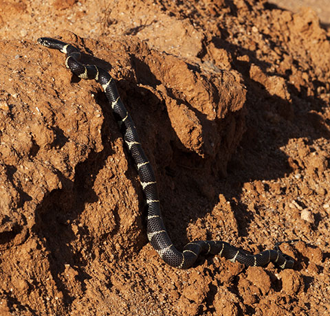 Common Kingsnake Lampropeltis getula  California Kingsnake