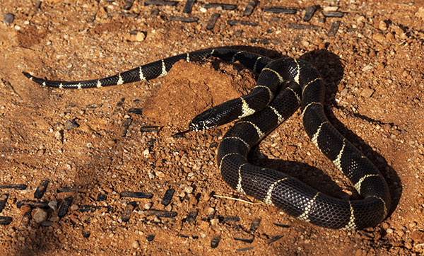 Common Kingsnake Lampropeltis getula  California Kingsnake