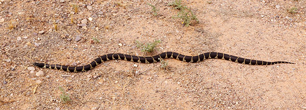 Common Kingsnake Lampropeltis getula  California Kingsnake