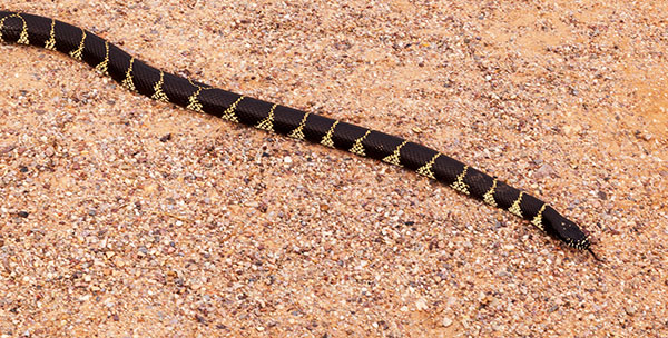 Common Kingsnake Lampropeltis getula  California Kingsnake