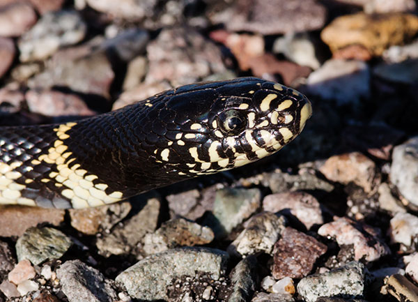 Common Kingsnake Lampropeltis getula  Desert Kingsnake