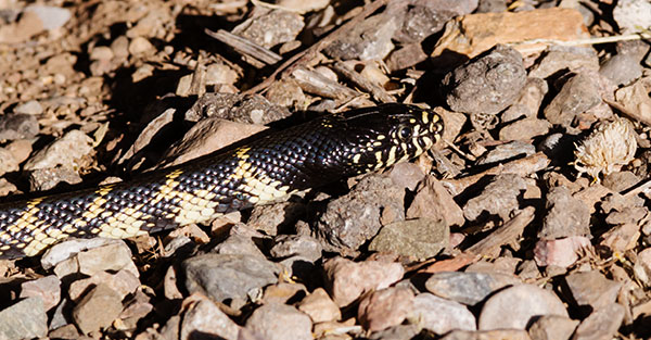 Common Kingsnake Lampropeltis getula  Desert Kingsnake