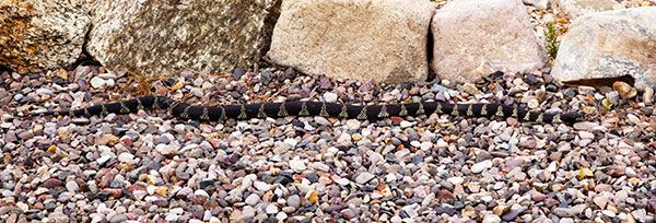 Common Kingsnake Lampropeltis getula  