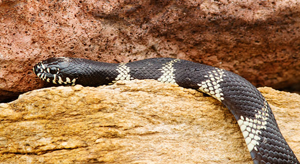 Common Kingsnake Lampropeltis getula  
