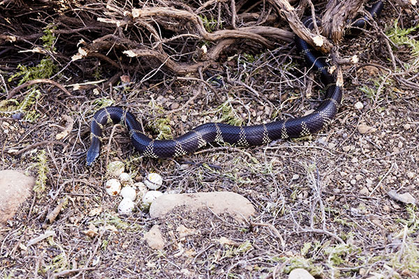 Common Kingsnake Lampropeltis getula  