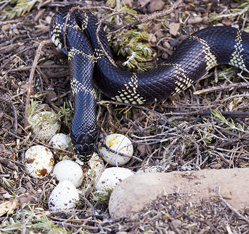 Common Kingsnake Lampropeltis getula  