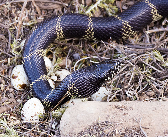 Common Kingsnake Lampropeltis getula  