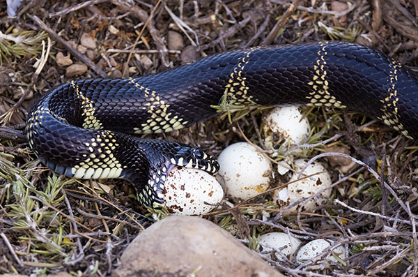 Common Kingsnake Lampropeltis getula  