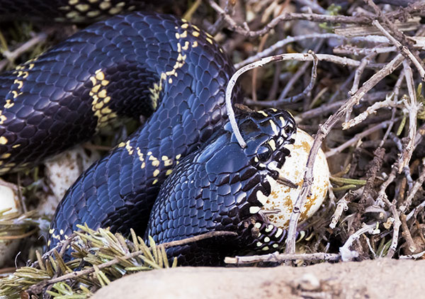 Common Kingsnake Lampropeltis getula  