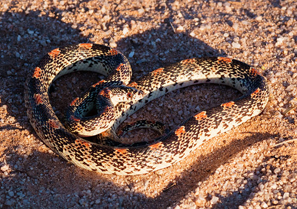 Long-nosed Snake Rhinocheilus lecontei 