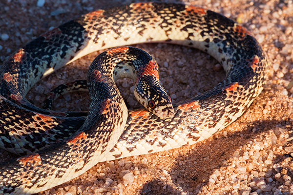 Long-nosed Snake Rhinocheilus lecontei 