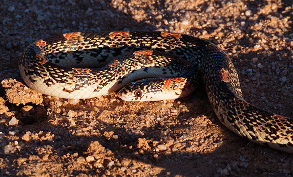 Long-nosed Snake Rhinocheilus lecontei 