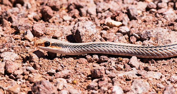 Western Patch-nosed Snake Salvadora hexalepis