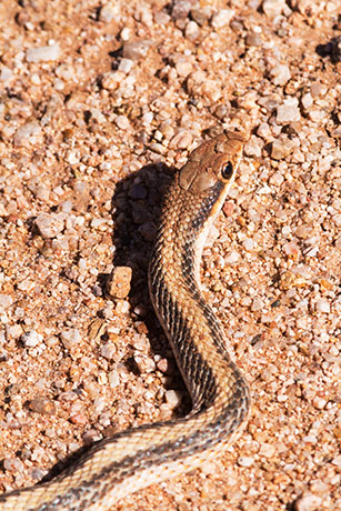 Western Patch-nosed Snake Salvadora hexalepis