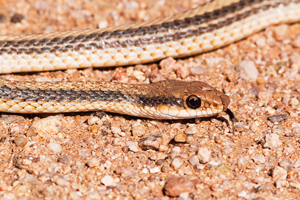 Western Patch-nosed Snake Salvadora hexalepis