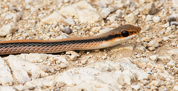 Western Patch-nosed Snake Salvadora hexalepis