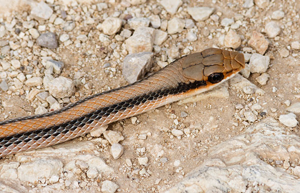 Western Patch-nosed Snake Salvadora hexalepis
