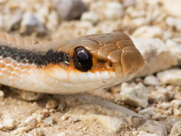 Western Patch-nosed Snake Salvadora hexalepis