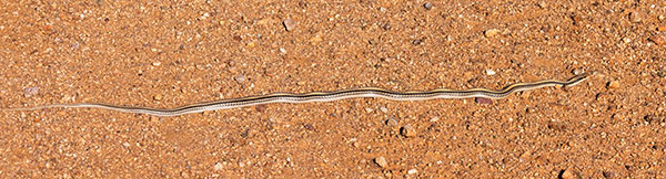Western Patch-nosed Snake Salvadora hexalepis