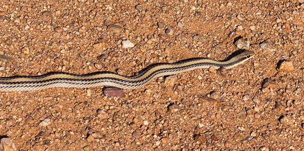 Western Patch-nosed Snake Salvadora hexalepis