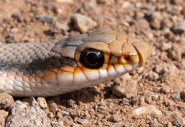 Western Patch-nosed Snake Salvadora hexalepis
