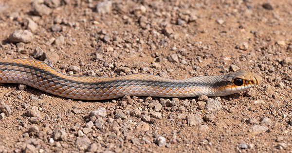 Western Patch-nosed Snake Salvadora hexalepis
