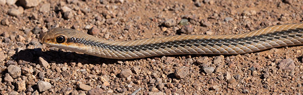 Western Patch-nosed Snake Salvadora hexalepis