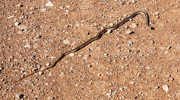 Eastern Patch-nosed Snakes Salvadora grahamiae grahamiae Mountain Patch-nosed Snake
