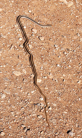 Eastern Patch-nosed Snakes Salvadora grahamiae grahamiae Mountain Patch-nosed Snake