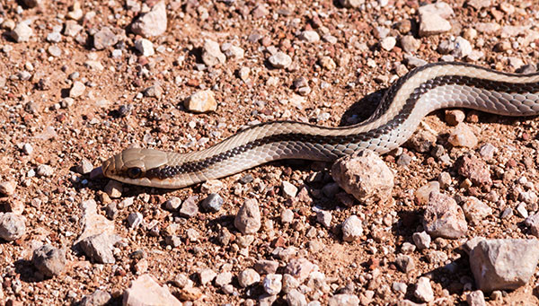 Eastern Patch-nosed Snakes Salvadora grahamiae grahamiae Mountain Patch-nosed Snake