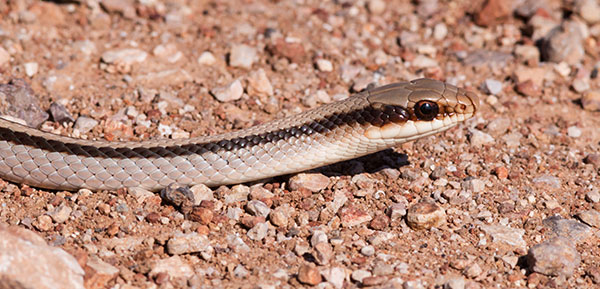 Eastern Patch-nosed Snakes Salvadora grahamiae grahamiae Mountain Patch-nosed Snake