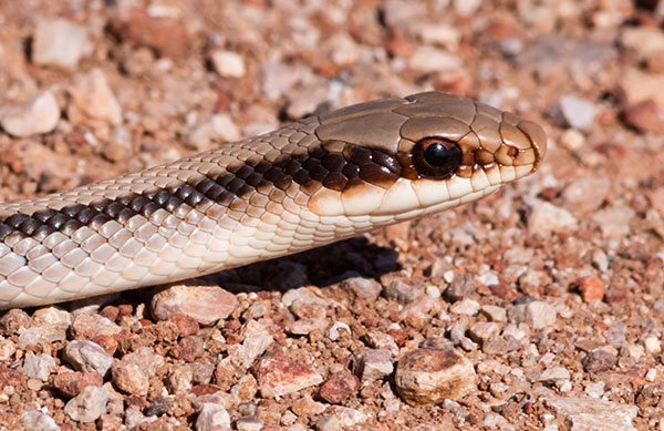 Eastern Patch-nosed Snakes Salvadora grahamiae grahamiae Mountain Patch-nosed Snake