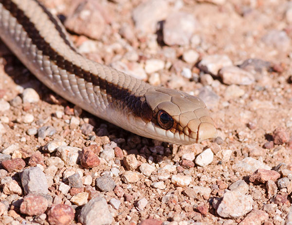 Eastern Patch-nosed Snakes Salvadora grahamiae grahamiae Mountain Patch-nosed Snake