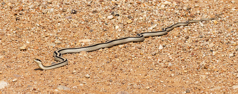 Eastern Patch-nosed Snakes Salvadora grahamiae grahamiae Mountain Patch-nosed Snake