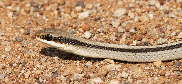 Eastern Patch-nosed Snakes Salvadora grahamiae grahamiae Mountain Patch-nosed Snake