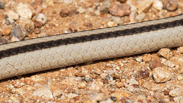 Eastern Patch-nosed Snakes Salvadora grahamiae grahamiae Mountain Patch-nosed Snake