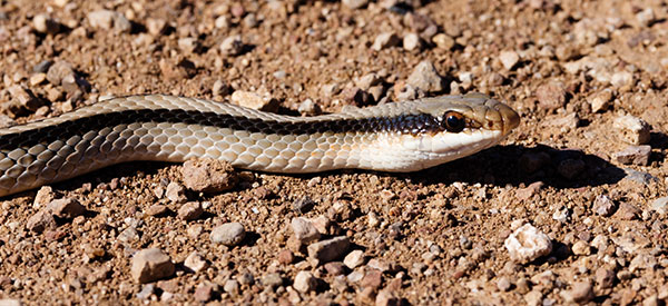 Eastern Patch-nosed Snakes Salvadora grahamiae grahamiae Mountain Patch-nosed Snake