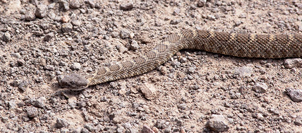 Arizona Black Rattlesnake Crotalus cerberus