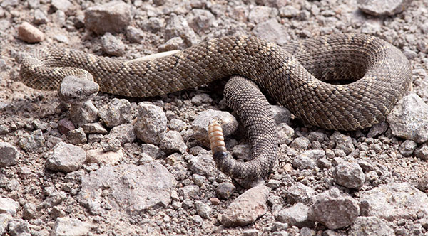 Arizona Black Rattlesnake Crotalus cerberus