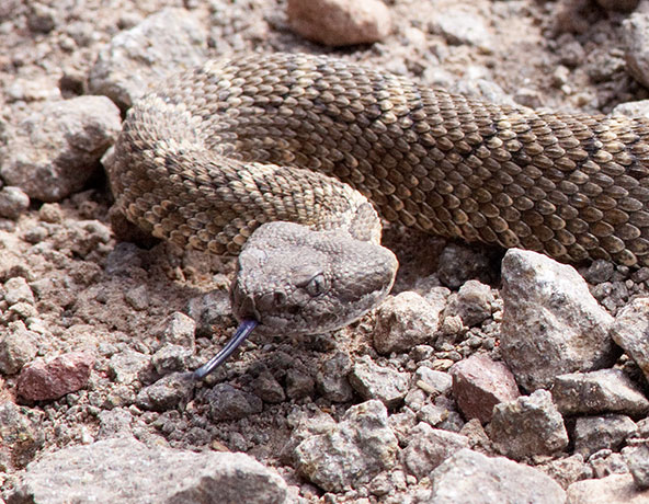 Arizona Black Rattlesnake Crotalus cerberus
