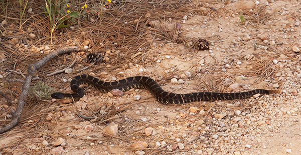 Arizona Black Rattlesnake Crotalus cerberus