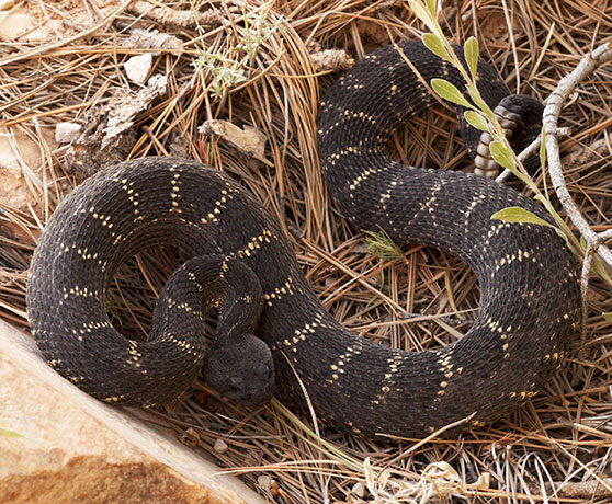 Arizona Black Rattlesnake Crotalus cerberus