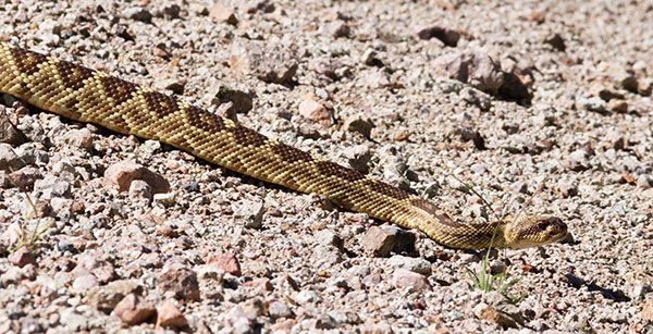 Black-tailed Rattlesnake Crotalus molossus